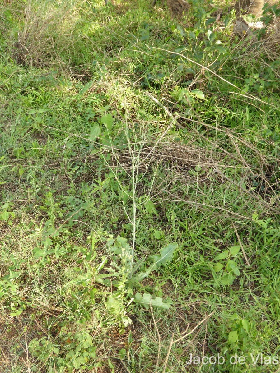 Launaea intybacea (Jacq.) Beauverd